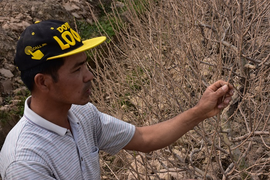 Hơn 1.000 gốc đào bị bụi làm đường phủ trắng: Nông dân được hỗ trợ 50 nghìn đồng/cây